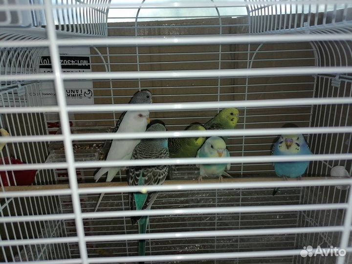 Волнистый попугай