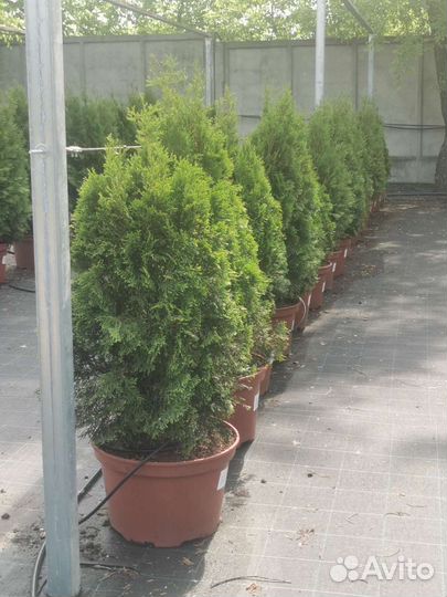 Туя смарагд высотой 1м
