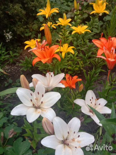 Многолетние цветы