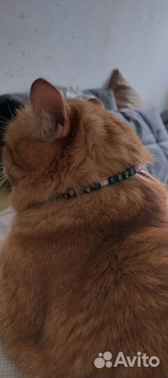 Адресник, шнурок для адресника, ошейник