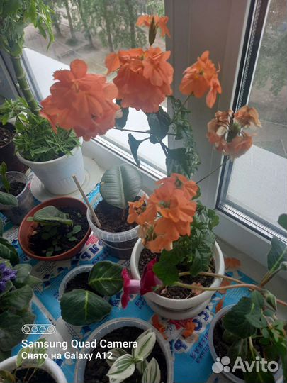 Кроссандра