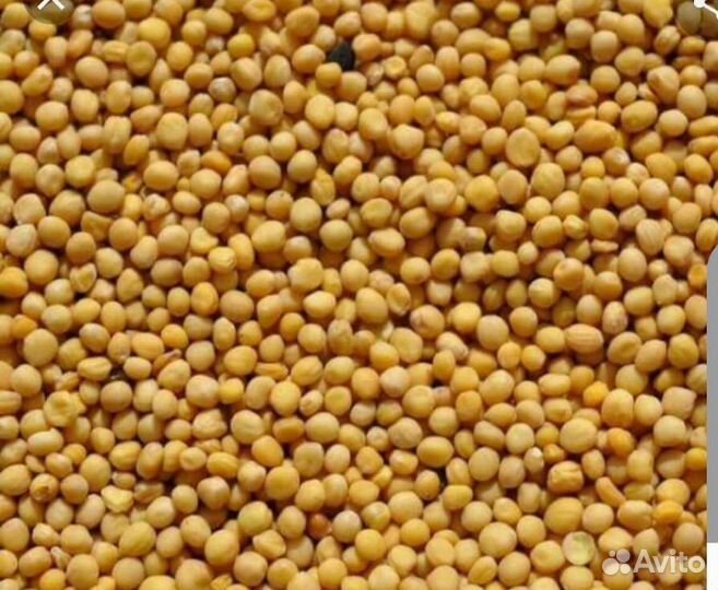 Семена горчицы