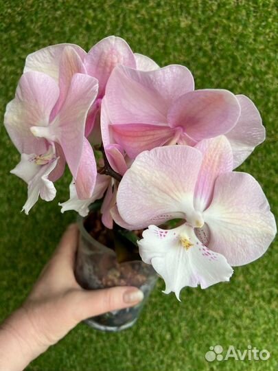 Орхидея биглип Единорог цветущая