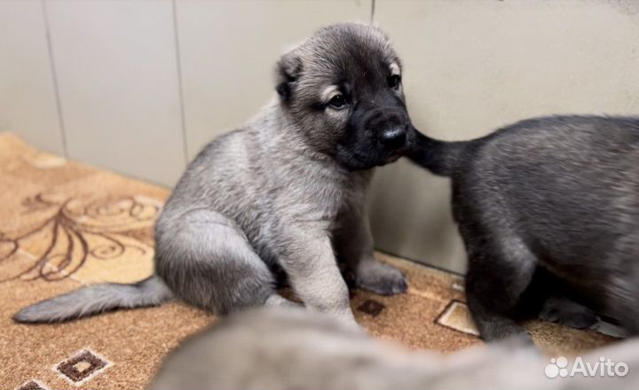 Настоящий Аборигенный Гампр-Щенки Эксклюзив