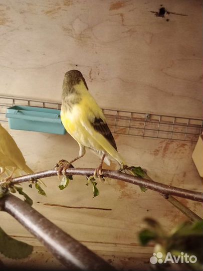 Продаются кенары