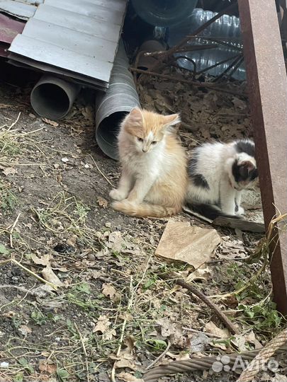 Котята в добрые руки