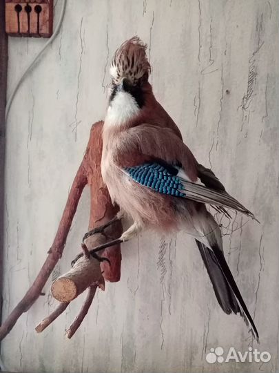 Чучела животных.птиц. рыб