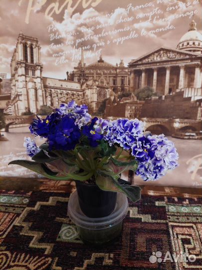 Цветущие фиалки