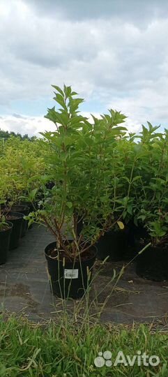 Гортензия саммер лав зкс