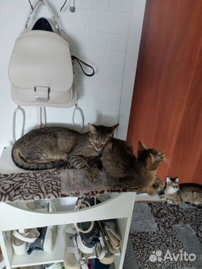 Котики в добрые руки