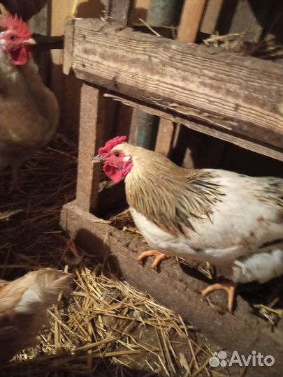 Молодые петушки