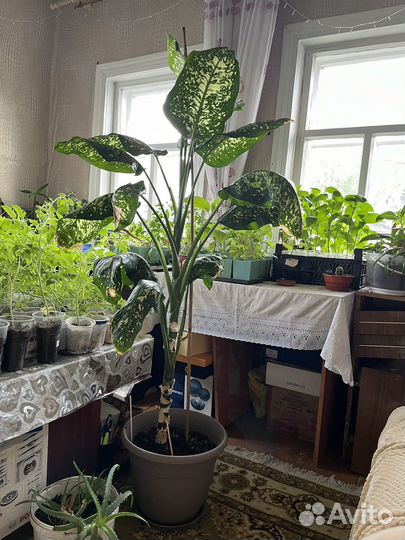 Диффенбахия