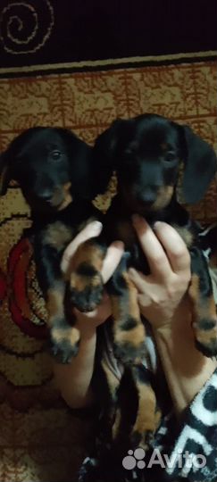 Щенки таксы