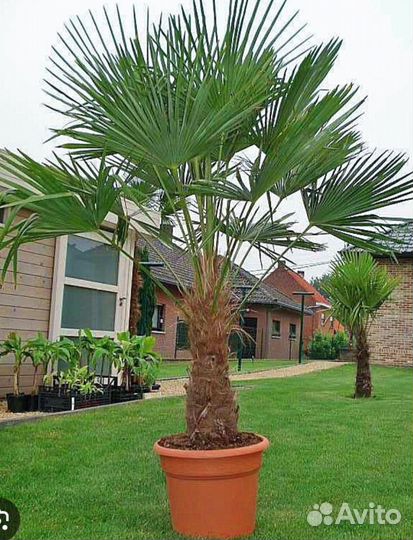 Пальма веерная Трахикарпус