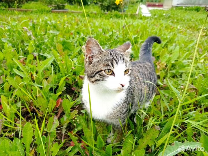 Молодой кот