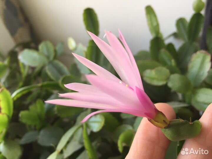 Рипсалидопсис