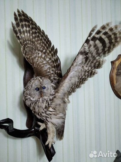 Чучело совы