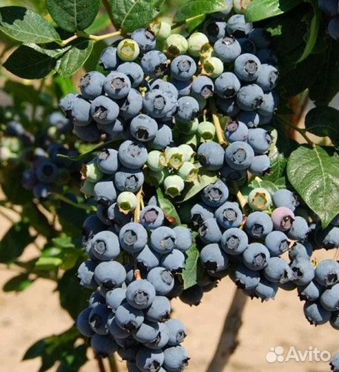 Саженцы голубики