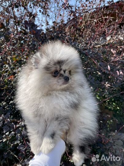 Померанский шпиц mini