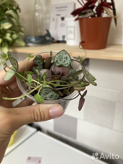 Церопегия Вуда