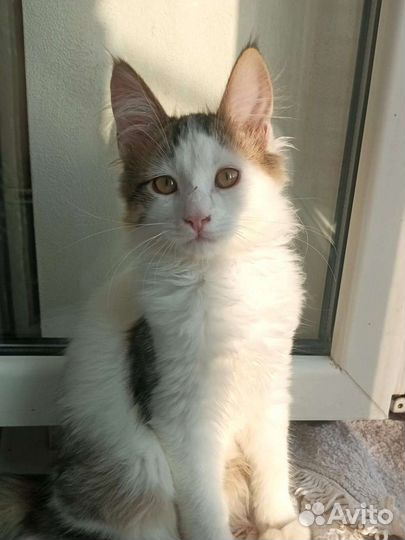 Красивая кошечка ищет дом