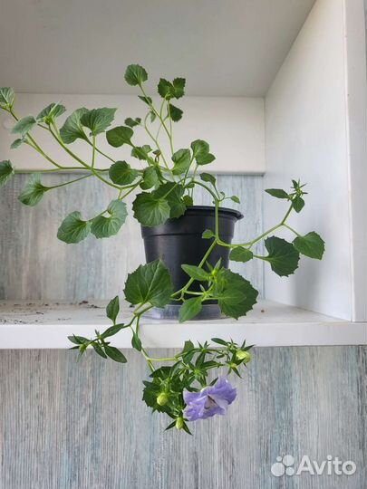 Кампанула Dublin Bicolor