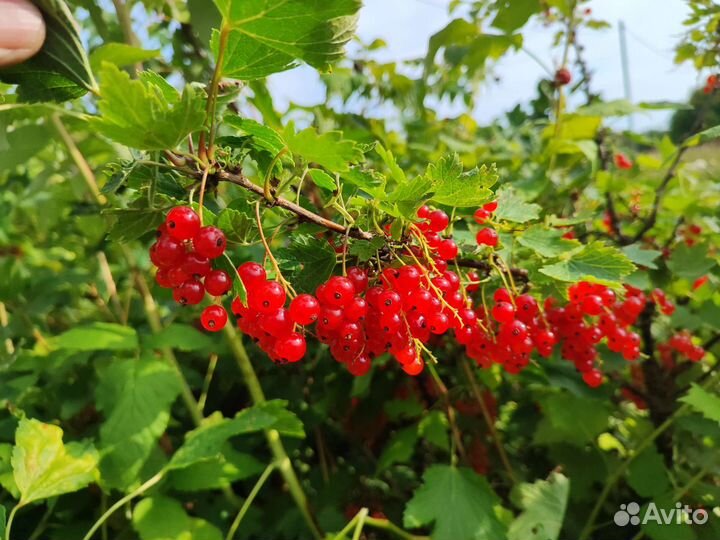 Продам красную смородину