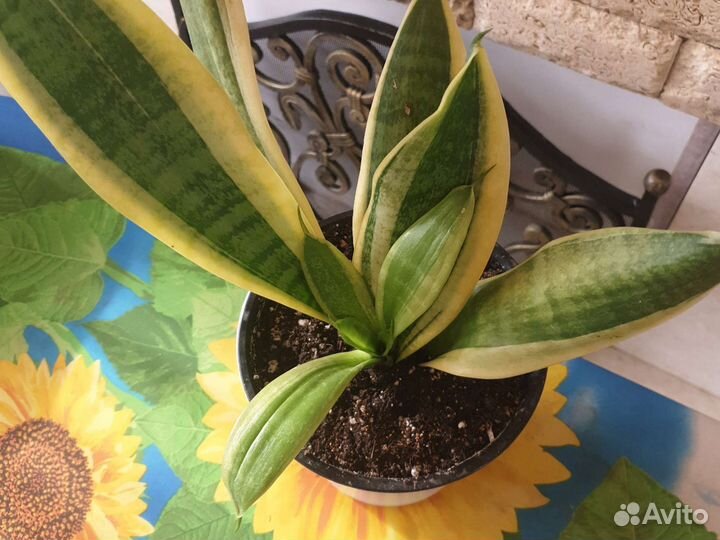 Комнатные цветы