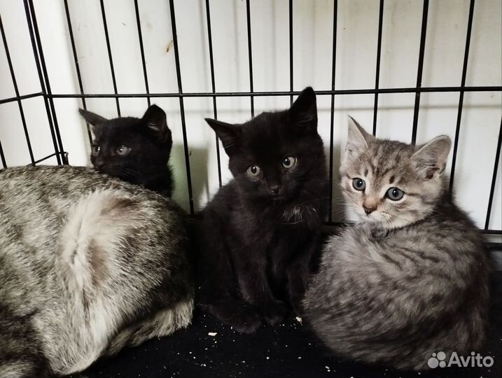 Котята мальчики в добрые ручки