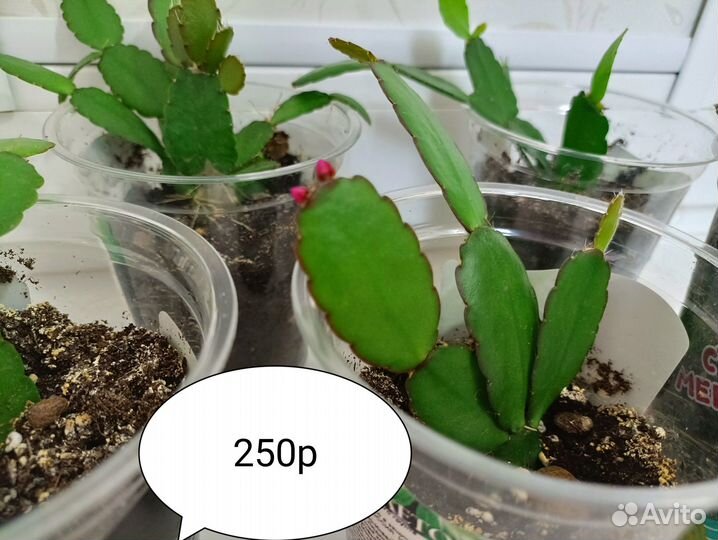 Рипсалидопсис R.rosea, укоренённые черенки