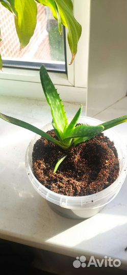 Комнатные растения цветы аллое