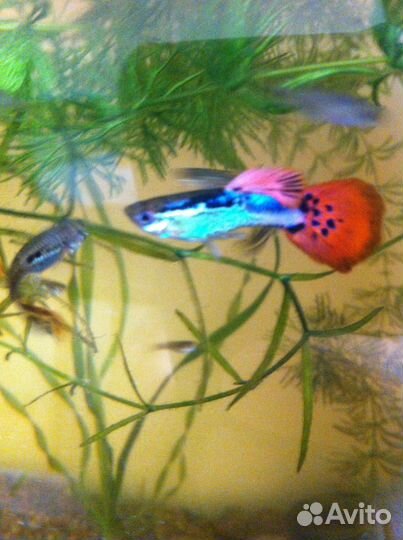 Топ 5 Растения для аквариума.Мальки гуппи бонусом