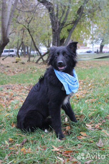 Изумительный молодой пёс сидит в приютской клетке