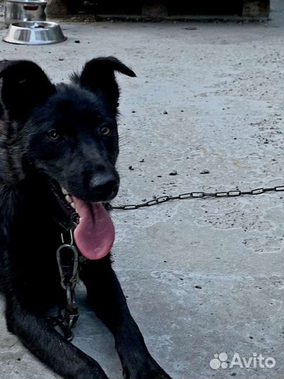 Овчаристого типа необычная собака ищет дом