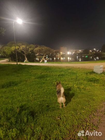 Нереально классный пес