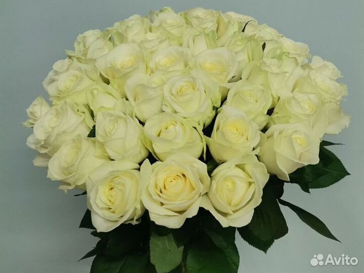 Розы букет роз 15 25 роз 101 роза доставка букет р