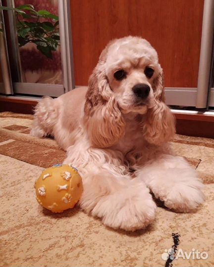 Кокер спаниель американский