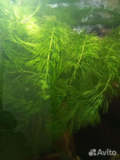 Аквариумное растение