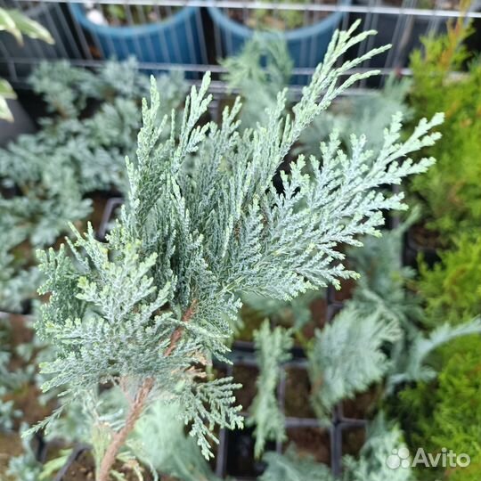 Кипарисовик лавсона