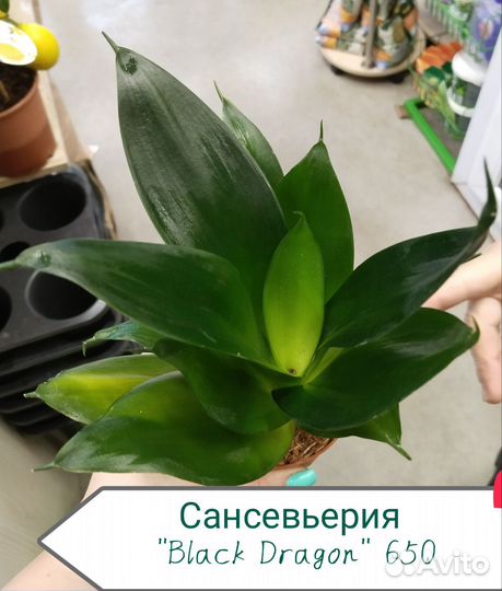 Комнатные растения