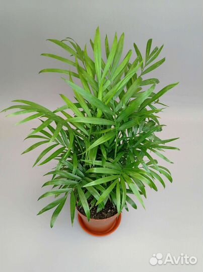 Пальма Хамедорея