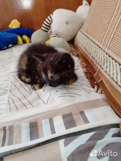 Котята от домашней кошки