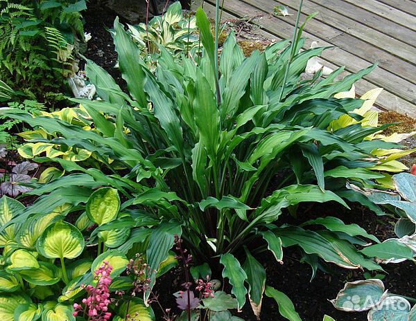 Хосты узколистные