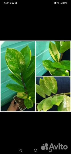 Замиакулькас вариегатный и Фикус Али на штамбе