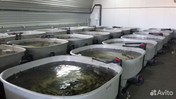 Акваферма в лизинг. Разведение рыбы на основе узв