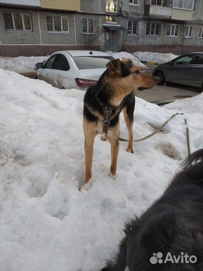 Ласковый малыш Алекс