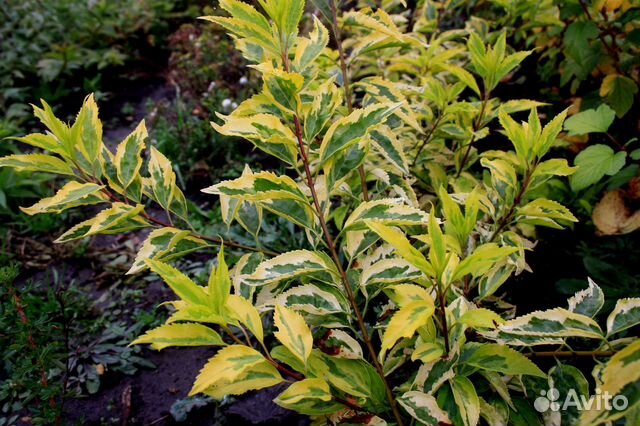 Форзиция, Рябинник, Дерен, Стефанандра