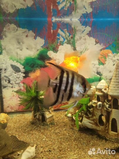Аквариум
