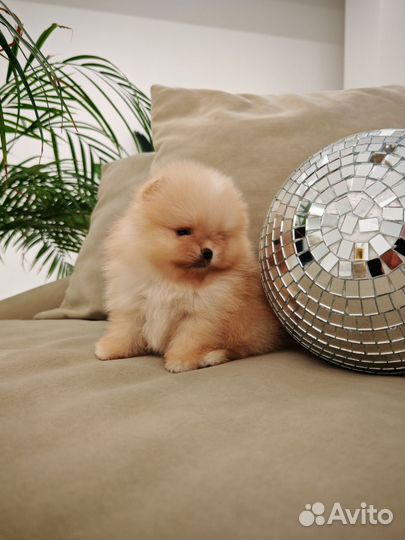 Померанский шпиц супер микро мальчик
