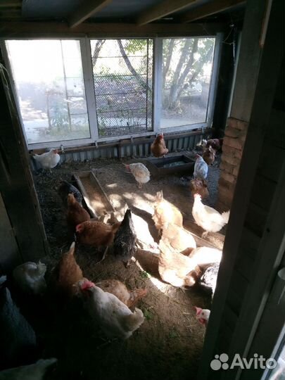 Куры несушки